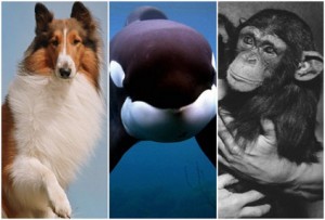 بعد أن ودعنا "شيتا" طرزان: حيوانات غزت سينما هوليوود