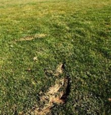 فضيحة ارضية ملعب القويسمة على صدر الصفحات اليابانية