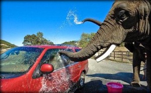 بالفيديو: أفيال تغسل السيارات