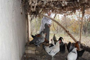 الأردن: سيدة تشاجرت مع دجاجاتها فأصيبت بجلطة