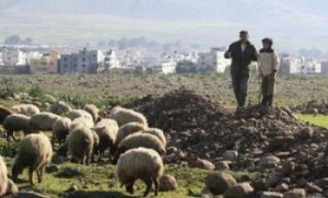 إسرائيل تشكو أغناماً سورية ولبنانية للأمم المتحدة