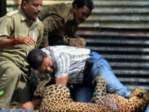 صور.. فهد يهاجم 13 شخص ويتمكن من السيطرة عليه شخص واحد