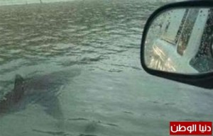 بالصور..ظهور أسماك القرش في الشوارع الأمريكية بسبب الإعصار"ساندي