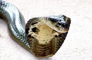 هبوط اضطراري لطائرة مصرية بعد تعرض راكب أردني للدغة «كوبرا»