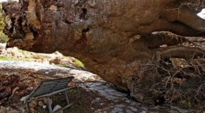 لصوص الحطب يقتلون شجرة تظلل قبر نمر العدوان