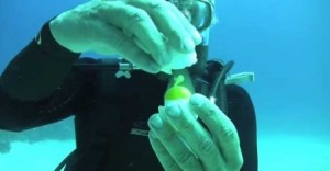 شاهد بالفيديو..ماذا يحدث عندما نكسر بيضة تحت الماء؟