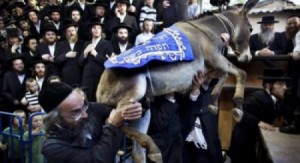 تعرف على سر تقديس اليهود للحمار