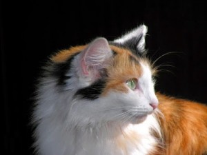 هل تعلم لماذا تسمى القطط بانها ب 7 ارواح ؟