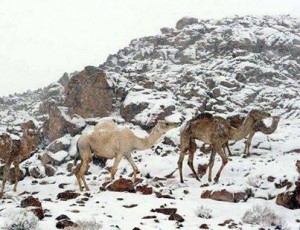 امام الحرم المكي يعلن ظهور علامة من علامات يوم القيامة في السعودية