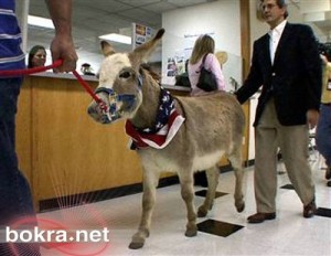 كلام في الحمير !