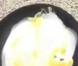 فيديو مذهل .. اقلي بيضة كاملة بـ 40 ثانية بواسطة ....