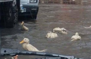 بالصور| كارثة في مدينة الإسكندرية بسبب مياه الأمطار