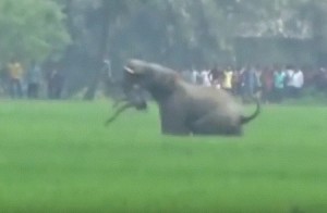 بالفيديو...فيل غاضب يهاجم قرية في الهند ويقتل رجلا