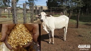 مفاجأة .. علماء يعثرون على الذهب في بول "أبقار الجيرسي"