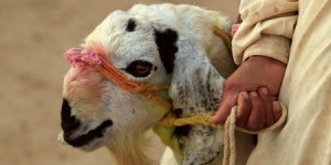 إذا كنت مصاباً بهذه الأمراض فلا تقترب من لحوم العيد