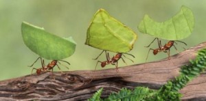 باحثون يكشفون.. هكذا يتبادل النمل المعلومات!