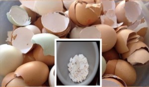 بالفيديو .. لهذه الأسباب لن تهدر قشر البيض بعد اليوم!
