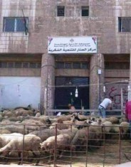 محافظ اربد يوضح حقيقة " حظيرة الاضاحي " امام مركز حكومي