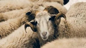 إليكم طرق الغش السرية أثناء بيع الأضحية