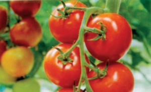 سبب ارتفاع اسعار الخضار .. الاردن لم يصدير أي شحنة للعراق