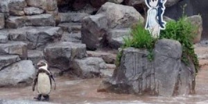 أغرب قصص عالم الحيوان .. بطريق وقع في حب لوحة فتاة ومات بجوارها