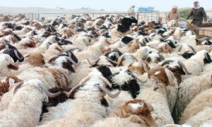حملة للتحقق على حيازات الاغنام الوهمية والقضاء على المتاجرة بالاعلاف المدعومة