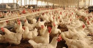 الحكومة تحرر أسعار دواجن النتافات و الطازج