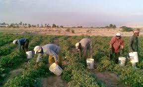 المزارعون يهاجمون تهميش الرزاز: المساحات المزروعة انخفضت بنسبة 50%