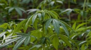 لانقاذ اقتصاده .. بري: لبنان يستعد لشرعنة زراعة وإنتاج الحشيشة