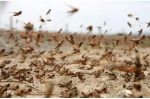 بالصور ... "الزراعة" توضح الفرق بين الجراد والحشرات الأخرى