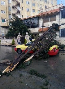 بالصورة...سقوط شجرة على مركبة اثناء مرورها وسط البلد باربد