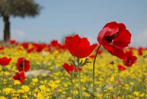 الجمعة .. ارتفاع تدريجي وملموس على درجات الحرارة