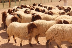اصابة شخصان اثر مشاجرة بين تجار أغنام في منطقة اللجون بالكرك