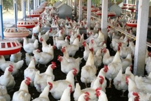 رئيس غرفة تجارة عمان : نحن ضد المطالبة بمقطاعة كل شيء يرتفع سعره دون معرفة الأسباب