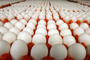 ٢٧٠ الف بيضة جاري اتلافها.....بيان صادر عن المؤسسة العامة للغذاء والدواء
