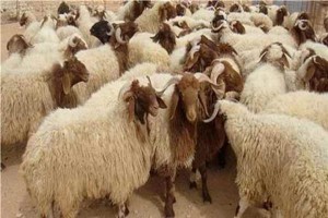 توقع بيع 250 ألف أضحية في العيد