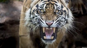 بينها نملة وخنفساء...أقوى 9 كائنات على وجه الأرض