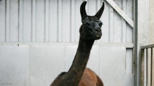 هل يمثل هذا الحيوان الأمل في القضاء على كورونا؟