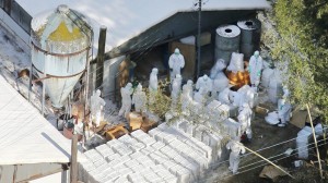 إنفلونزا الطيور.. إعدام حوالي 6 مليون دجاجة في كوريا الجنوبية