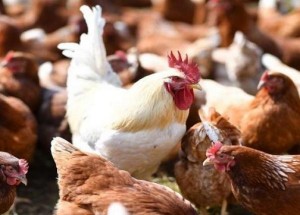 الأردن يوقف استيراد الطيور من ايرلندا واوكرانيا وبولندا بسبب انفلونزا الطيور