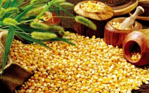 الزراعة ترفض ادخال 30 الف طن من الذره الصفراء