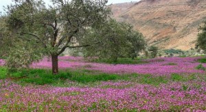 الاثنين .. أجواء ربيعية معتدلة في أغلب المناطق