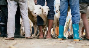 تحديد موعد عيد الأضحى فلكياً