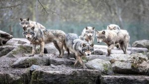 لأول مرة منذ 80 عاماً .. ولادة ذئاب بولاية كولورادو الأمريكية