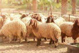 الأمانة: استبدال أي خاروف لا يصلح كأضحية و صاحب الحظيرة ملزم باستبدالها