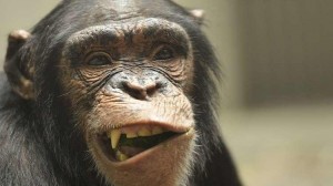 إسبانيا تؤكد تسجيل 31 إصابة بجدري القرود