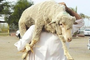 الإفتاء توضح شروط الأضحية وموعد ذبحها