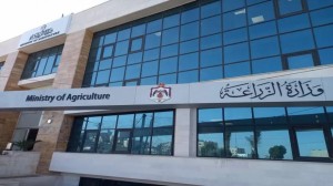 الزراعة تعلق على بيع سمك الكارب النافق في وادي الأردن