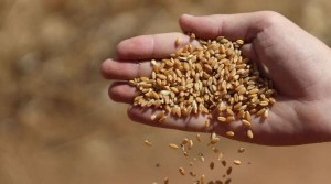 انخفاض أسعار القمح إلى أدنى مستوياته منذ بدء الحرب الأوكرانية