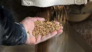 روسيا تحذر تفاقم مشكلات الغذاء في العالم